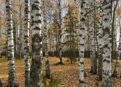 спас клепиковский музей деревянного зодчества. Смотреть фото спас клепиковский музей деревянного зодчества. Смотреть картинку спас клепиковский музей деревянного зодчества. Картинка про спас клепиковский музей деревянного зодчества. Фото спас клепиковский музей деревянного зодчества